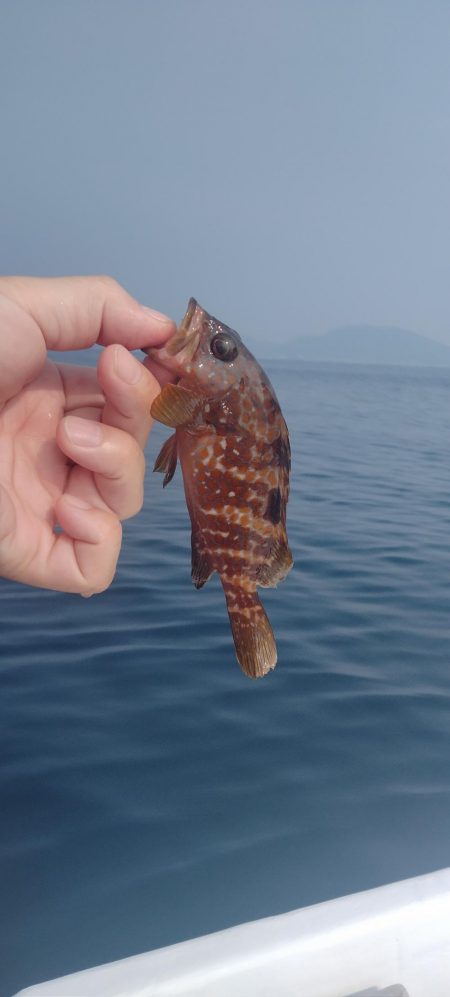 日本海春イカ終了、ロックフィッシュ開幕