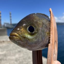 神谷荘さんでカゴ釣り