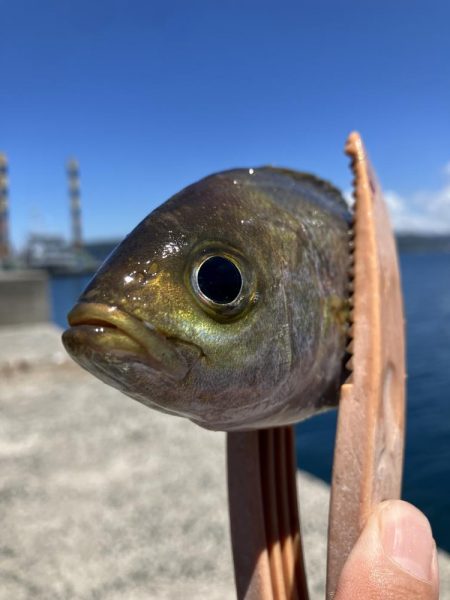 神谷荘さんでカゴ釣り