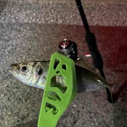 フロートアジング行ってきました