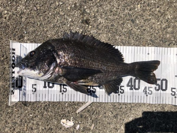 イチノ兄弟、釣果！