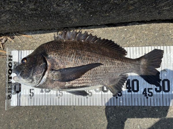 イチノ兄弟、釣果！