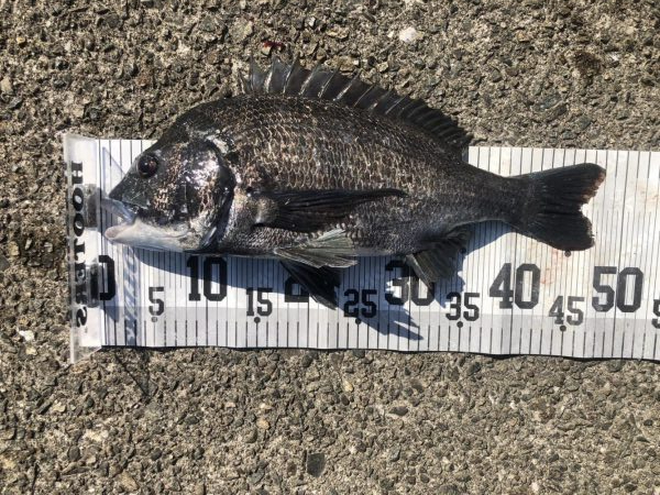 イチノ兄弟、釣果！