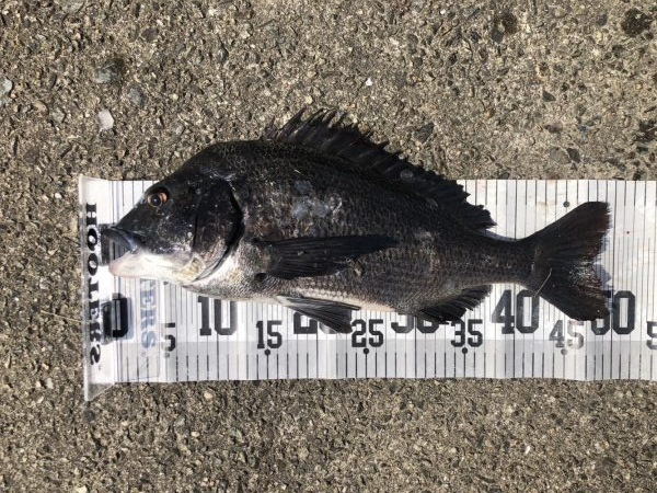 イチノ兄弟、釣果!