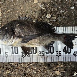 イチノ兄弟、６８匹！