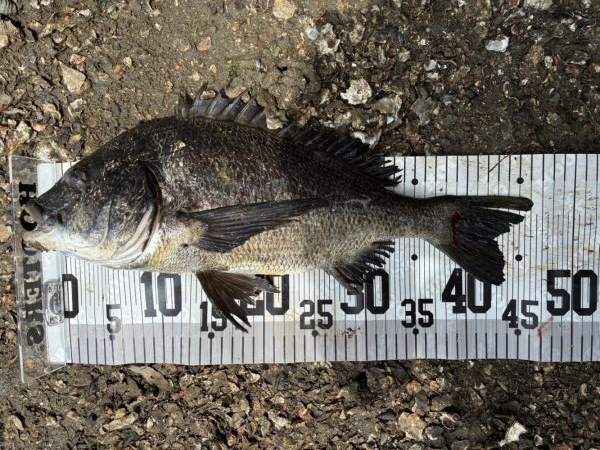 イチノ兄弟、６８匹！