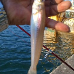 シーズン初の津居山釣行