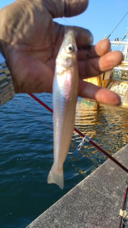 シーズン初の津居山釣行