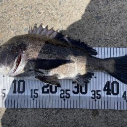 イチノ兄弟、７６匹！