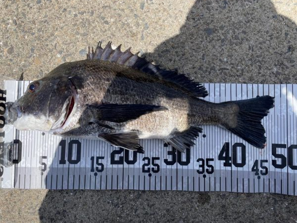 イチノ兄弟、７６匹！