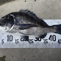 イチノ兄弟、６０匹！