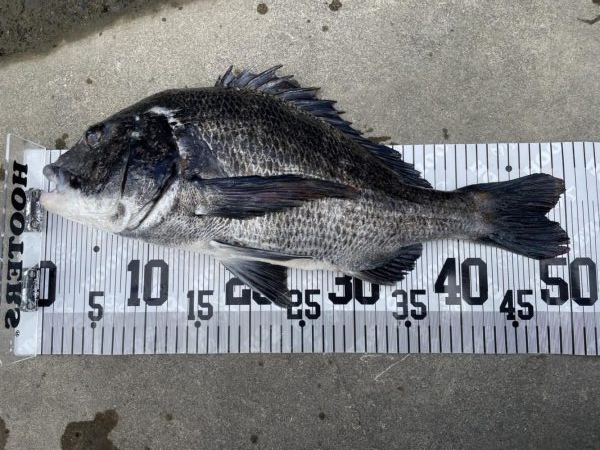 イチノ兄弟、６０匹！