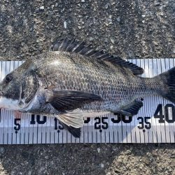 イチノ兄弟、63匹!