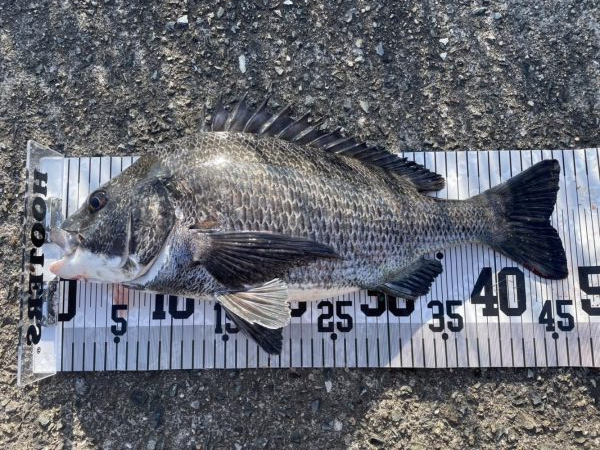 イチノ兄弟、63匹!