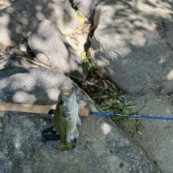 昭和タックルで川バス