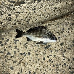 ナイトアジング