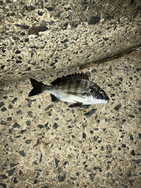 ナイトアジング