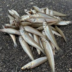 ★★キスますます釣れ出した★★