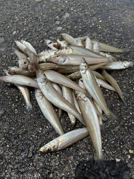 ★★キスますます釣れ出した★★