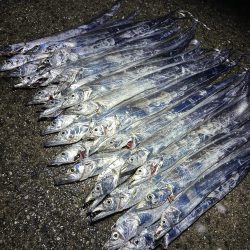 ★★初の太刀魚狩りで大爆釣★★