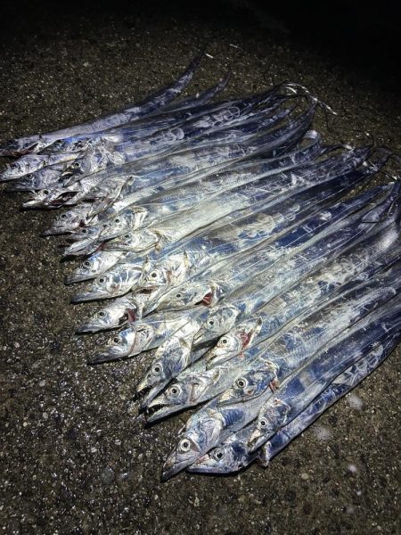 ★★初の太刀魚狩りで大爆釣★★