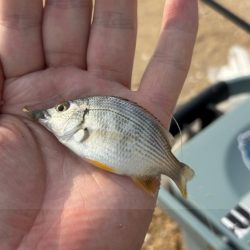 まだ小さいけどハゼがいる事を確認！キスはまだかな～