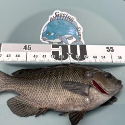 活性は高いけど小型がかなり増えたかも