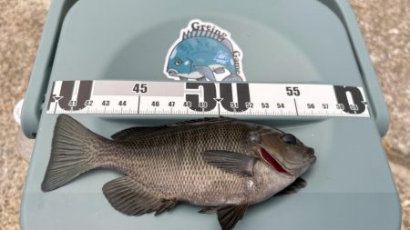 活性は高いけど小型がかなり増えたかも