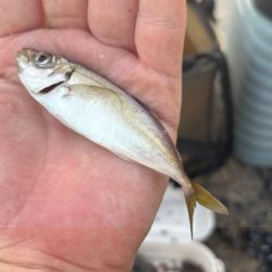 キス好調！サイズは小さい