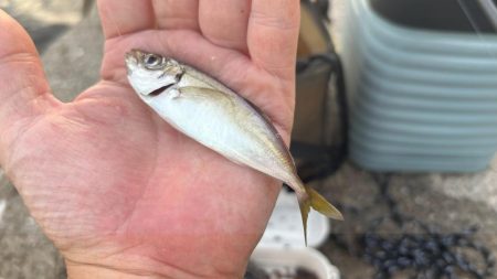 キス好調！サイズは小さい