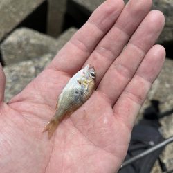 今年初キス釣り