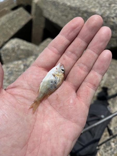 今年初キス釣り