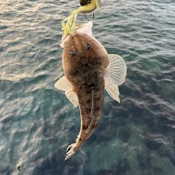 マゴチは裏切らない…