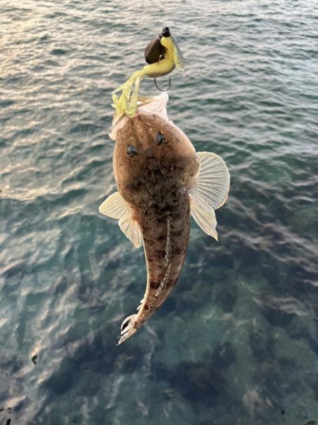 マゴチは裏切らない…