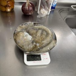 大きいタコを選んで釣る