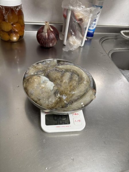 大きいタコを選んで釣る