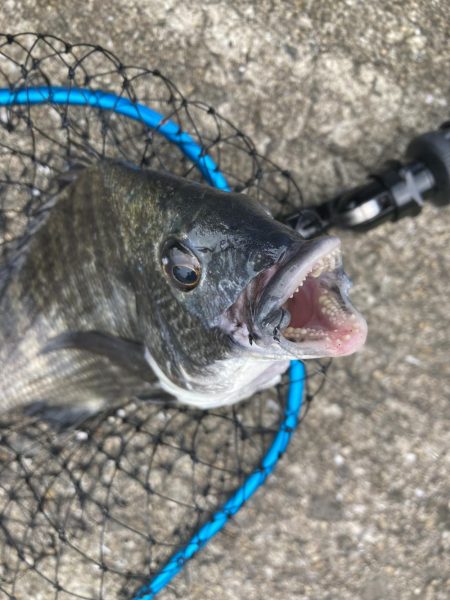 またもや最後に！