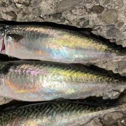 大サバ回遊アリ!