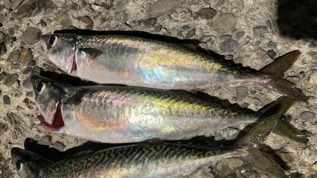 大サバ回遊アリ!