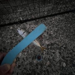 まだまだ豆アジ回遊中