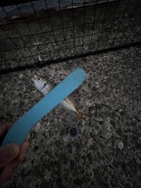 まだまだ豆アジ回遊中