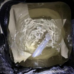 久しぶりイカサマー