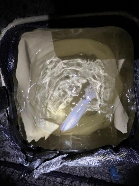 久しぶりイカサマー