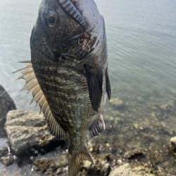 島田川でトップチヌ