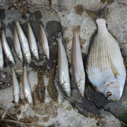 猛暑のキス釣り