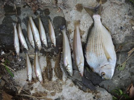 猛暑のキス釣り