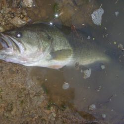 スピナベでバス