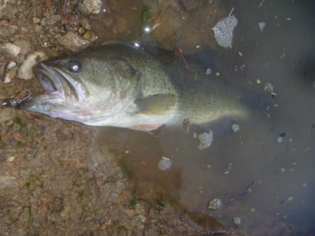 スピナベでバス