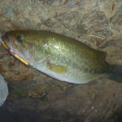 シャッドでバス