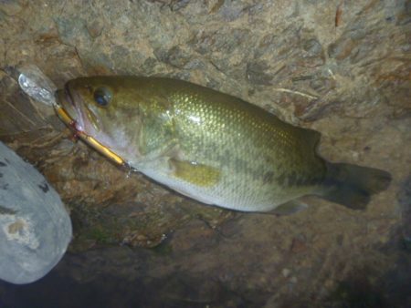 シャッドでバス